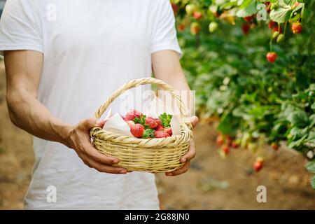 Männliche Hände mit einem Korb voller frischer, reifer Erdbeeren. Die Hand, die die Beeren hält, reifen Erdbeeren. Die Ernte der Beeren. Bauer halten eine Kiste Stockfoto