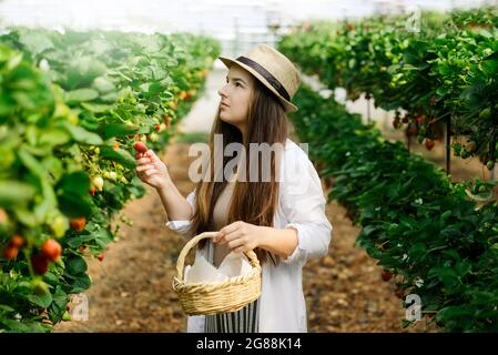 Junge Arbeiterin in Strohhut und Korb, moderne vertikale Farm Abholung reife Erdbeeren wachsen in Regalen in Gewächshaus .Farming und sma Stockfoto