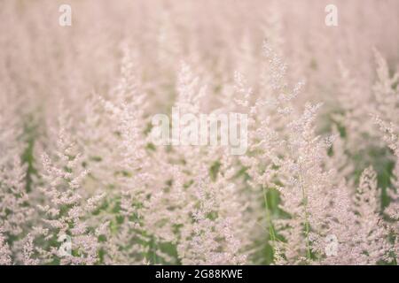 Flauschige trockene Rispen von Wildgras im Frühherbst auf einer wilden Wiese. Strukturierter Hintergrund. Stockfoto