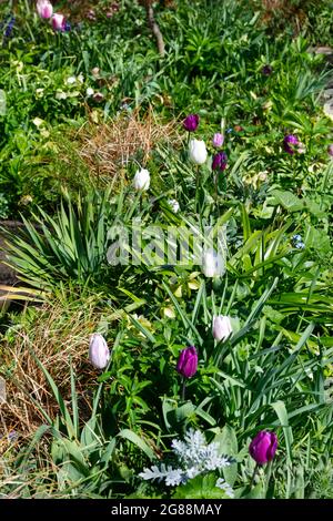 Triumph Tulpen Lila Flagge, Weiße Flagge und Flammenfahne in einem Frühlingsgarten Großbritannien April Stockfoto