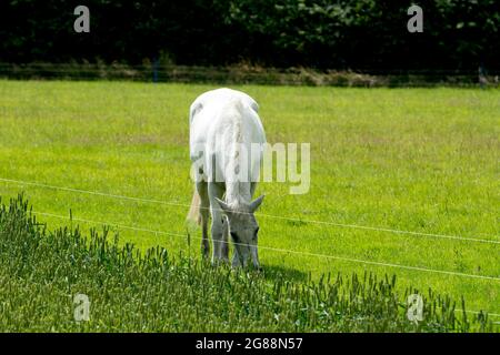 Graues Pferd auf einem Feld, umgeben von einem elektrischen Zaun, Großbritannien Stockfoto