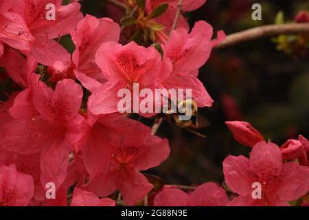 Große bestäubende Biene auf einer blühenden rosa Azalee. Stockfoto