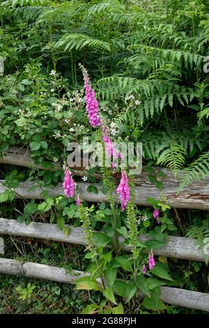 Foxglove - Digitalis - Sommerblumen in Herefordshire Countryside, England, UK Stockfoto