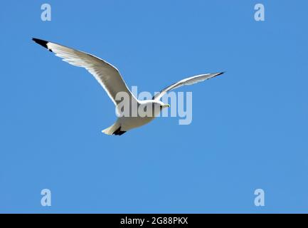 Ein Kittiwake kehrt zu seinem Nest zurück mit Nahrung für sein Küken und einem Schichtwechsel mit seinem Partner. Die Jungtiere brüten in großen, ausgelassenen Kolonien Stockfoto