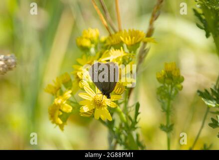 Die gelblich beringten Augenflecken auf der Unterflügelunterseite des Ringlet-Schmetterlings sind markante Kennzeichen für diesen mittelgroßen „braunen“ Schmetterling. Stockfoto