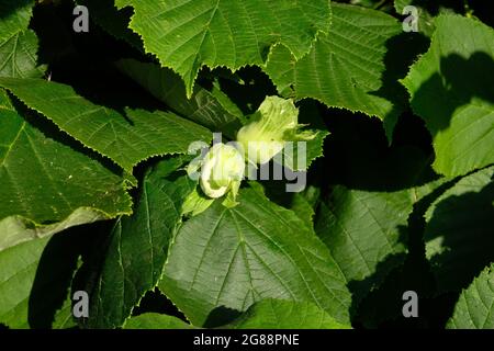 Eine Gruppe von Haselnüssen, die auf einem Haselnussbaum - Corylus avellana - in einer Hecke auf dem Land in Shropshire, England, Großbritannien, wächst Stockfoto