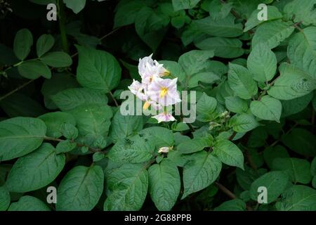 Blumen und grüne Blätter auf einer Kartoffelpflanze - Solanum tuberosum - in einem Gemüsegarten in Shropshire, England Stockfoto