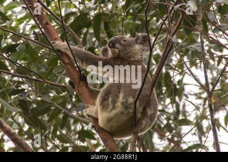 Koala (Phascolarctos cinereus) sitzt in einem Gummibaum auf dem Tamborine Mountain, Queensland. Eine australische Ikone der Tierwelt. Gefährdete Beuteltier. Stockfoto