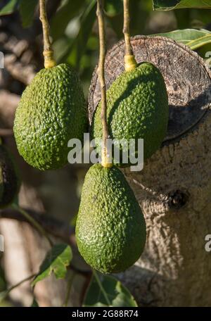 Drei reife, grüne Hass Avocados, die am Baum (Persea americana) im Obstgarten in Queensland, Australien, hängen. Bereit zu pflücken, aber immer noch hart. Winter. Stockfoto