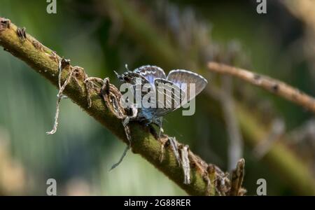 Weiblicher blauer und brauner Cycad Blue Butterfly, Theclinesthes Onycha, auf altem Cycadenblatt im Garten am Tamborine Mountain, Australien. Sommer. Stockfoto