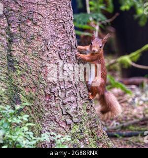 Eichhörnchen Stockfoto