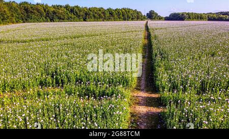 Luftaufnahme von Flieder-Opium-Mohnblumen, Papaver somniferum oder Breadseed-Mohnblumen, die für Morphium-medizinische Zwecke angebaut werden, Upper Weld, Alresford, Hampshire, Großbritannien Stockfoto