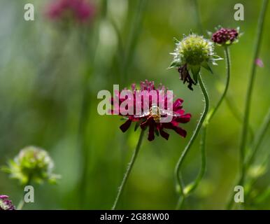 Sommerblume von knautia macedonica Blume mit Biene UK Juli Stockfoto