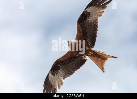 Ein atemberaubender Raubvogel mit rotem Drachen im Flug aus nächster Nähe Stockfoto