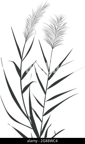 Illustration von schwarzen und weißen Schilf.Cane Silhouette auf weißem Hintergrund. Stock Vektor