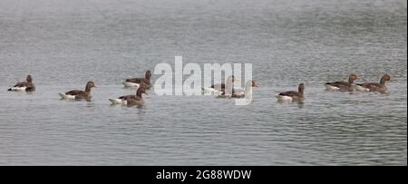 Ein kleiner Schwarm von Graugänsen, die auf einem See in Großbritannien schwimmen Stockfoto