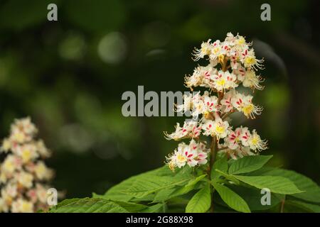 Blühende Rosskastanie auf grünem Bokeh oder verschwommenem Hintergrund. Blumen von Kastanien Baum im Frühling. Speicherplatz kopieren. Federkonzept für natürliches Design Stockfoto