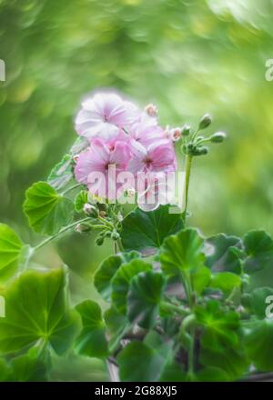 Bokeh wird von der Helios-Linse um eine rosa Geranienblüte gewirbelt. Geranium Peltatum. Ätherisches Geranium-Öl. Kunstvolles, wirbeliges Bokeh aus Vintage-le Stockfoto