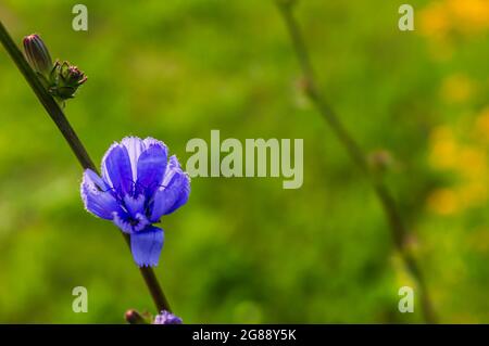 Nahaufnahme einer blauen Zichorienblume in der Nachmittagssonne. Flacher Freiheitsgrad Stockfoto