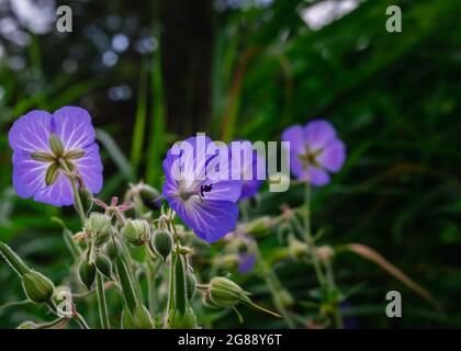 Nahaufnahme einer lila-blauen blühenden Wiesengeranium Stockfoto