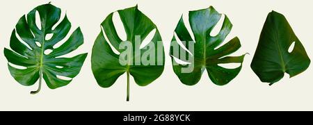 Sammlung von Monstera Pflanze Blätter isoliert auf grauem Hintergrund mit Clipping Pfad Stockfoto