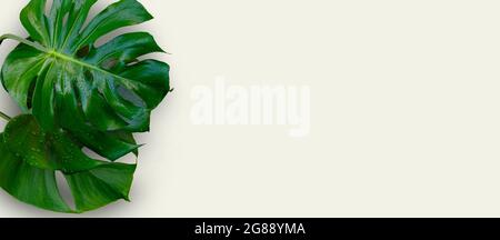 Monstera Pflanze Blätter isoliert auf weißem Hintergrund Stockfoto