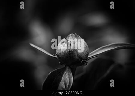 Frische, ungeöffnete Blütenknospe aus Pfingstrose. Drei Blätter unter Blüte. Viele kleine Ameisen kriechen. Schwarz-Weiß-Version der Garten Detail. Monochrom Stockfoto