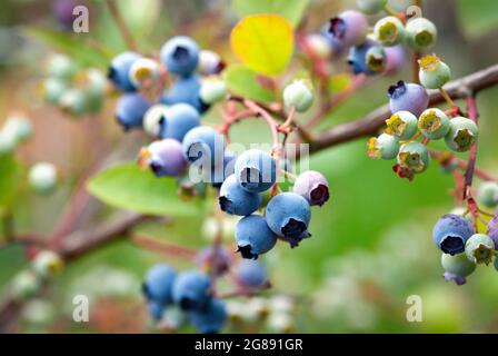 highbush Heidelbeerstrauch mit reifen blauen und unreifen grünen Beeren, Stock Foto Stockfoto