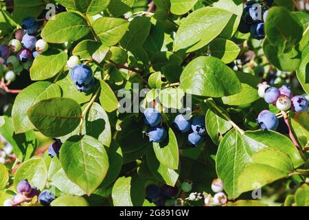 Heidelbeerbusch mit reifenden Beeren an sonnigen Tagen Stockfoto
