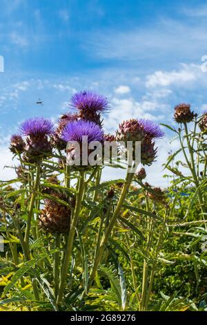 Bienen im Anflug auf Marien Distel , Artischocke Blüte Stockfoto