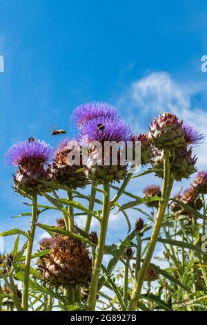 Bienen im Anflug auf Marien Distel , Artischocke Blüte Stockfoto