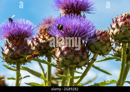 Bienen im Anflug auf Marien Distel , Artischocke Blüte Stockfoto