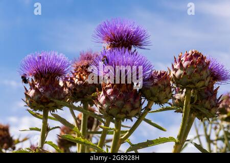 Bienen im Anflug auf Marien Distel , Artischocke Blüte Stockfoto