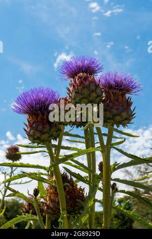 Bienen im Anflug auf Marien Distel , Artischocke Blüte Stockfoto