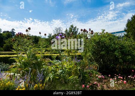 Bienen im Anflug auf Marien Distel , Artischocke Blüte Stockfoto