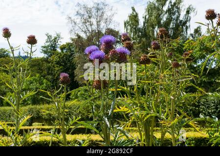 Bienen im Anflug auf Marien Distel , Artischocke Blüte Stockfoto