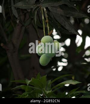 Vielfalt indischer Mangos (Mangifera indica) Stockfoto