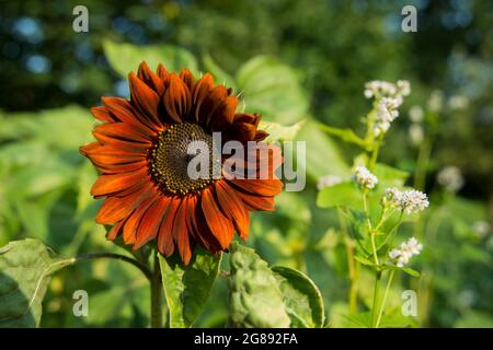 Sonnenblume, Stockfoto