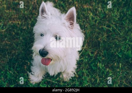 Weißer kleiner niedlicher Hund, der im Park auf dem Gras sitzt Stockfoto
