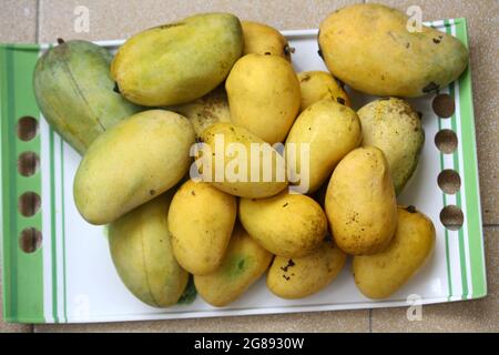 Vielfalt indischer Mangos (Mangifera indica) Stockfoto