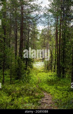 Ein Weg, der Sie in eine Welt voller Schönheit und Wunder führt. Stockfoto