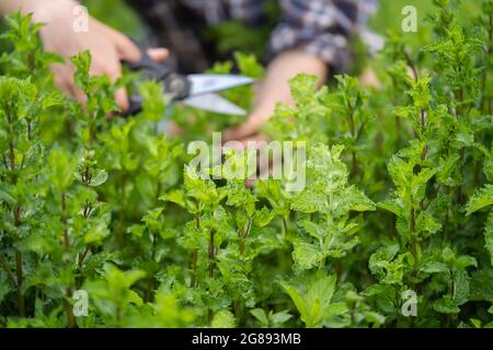 Ein junges Mädchen sammelt im Garten Minze. Stockfoto