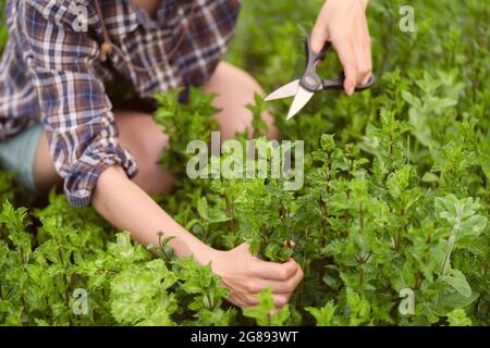 Ein junges Mädchen sammelt im Garten Minze. Stockfoto