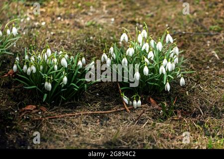 Echte erstaunliche weiße erste Schneeglöckchen im Frühlingswald für gute Laune Stockfoto