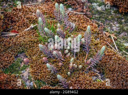 Blick auf das Moos und den blauen Steinbrocken oder den Zirbenstein - Sedum reflexum – eine ausdauernde Sukulente, die auf den Klippen wächst. Stockfoto