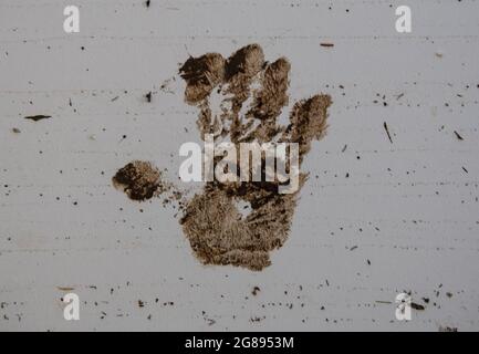 Marienthal, Deutschland. Juli 2021. Ein Handdruck aus Schlamm in einem zerstörten Haus in Marienthal. Das kleine Dorf wurde weitgehend zerstört. Quelle: Boris Roessler/dpa/Alamy Live News Stockfoto