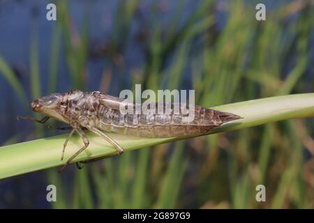 Dragenfliege-Exuvia, Dune Slack, Ainsdale Dunes NR , Sefton Coast, Großbritannien Stockfoto