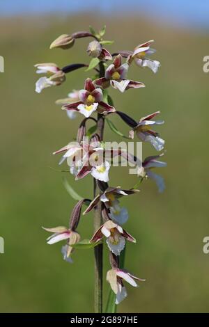 Marsh Helleborine Epipactis palustris Stockfoto