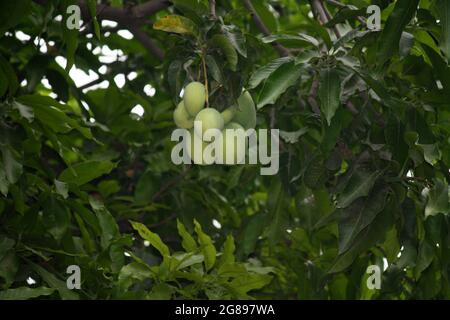 Vielfalt indischer Mangos (Mangifera indica) Stockfoto