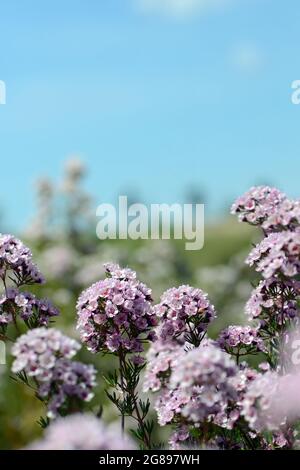 Rosafarbene Blüten einer australischen Chamelaucium-Wachsblume und Verticordia-Federblume Hybrid Paddys Rosa, Familie Myrtaceae. Frost- und Dürretolerant Stockfoto